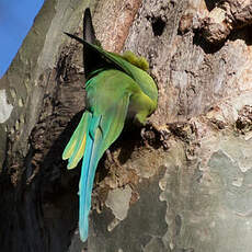 Rose-ringed Parakeet