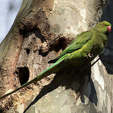 Rose-ringed Parakeet