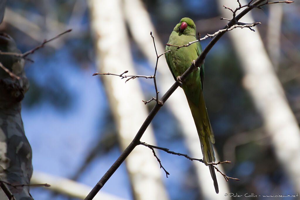 Rose-ringed Parakeetadult, identification