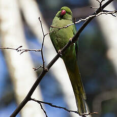 Rose-ringed Parakeet