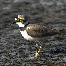 Little Ringed Plover