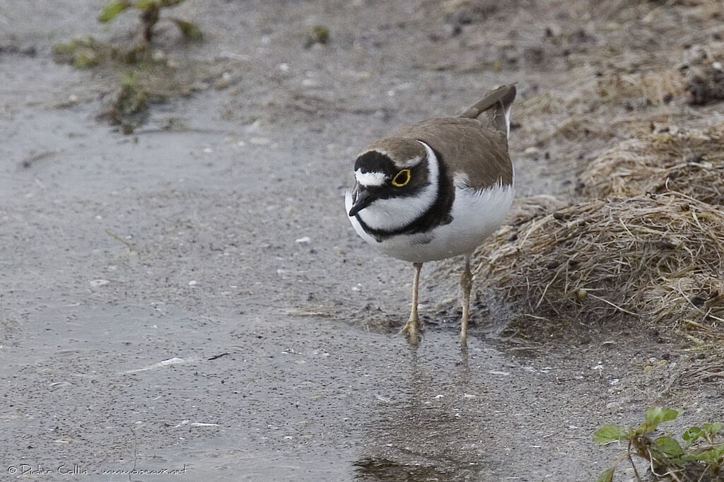 Little Ringed Ploveradult, identification