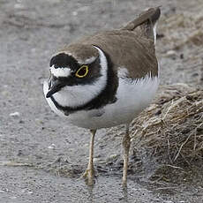 Little Ringed Plover