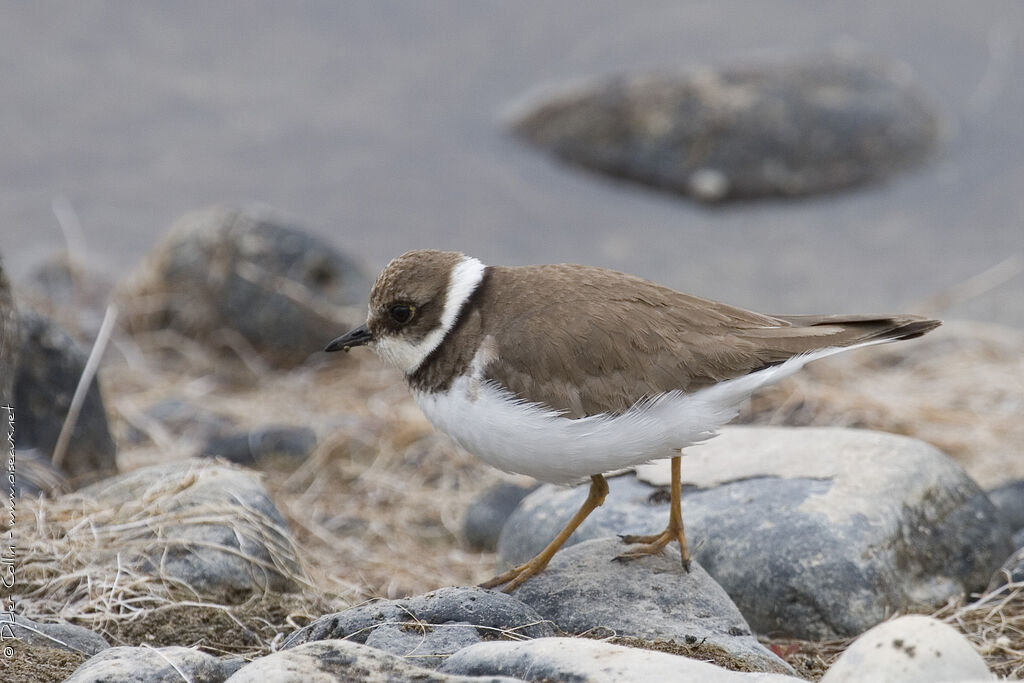 Little Ringed Ploverjuvenile, identification