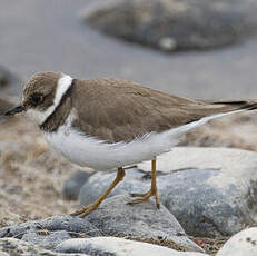 Little Ringed Plover