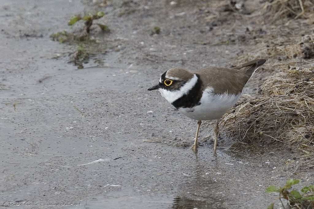 Little Ringed Ploveradult, identification