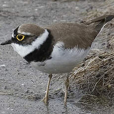 Little Ringed Plover