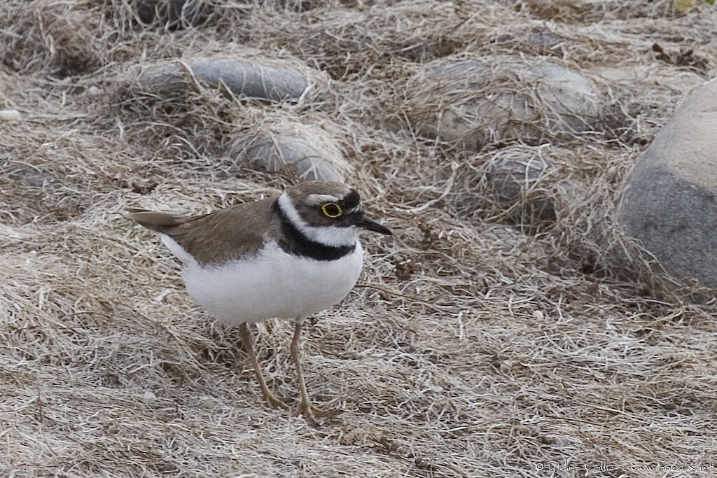 Little Ringed Ploveradult