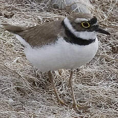 Little Ringed Plover