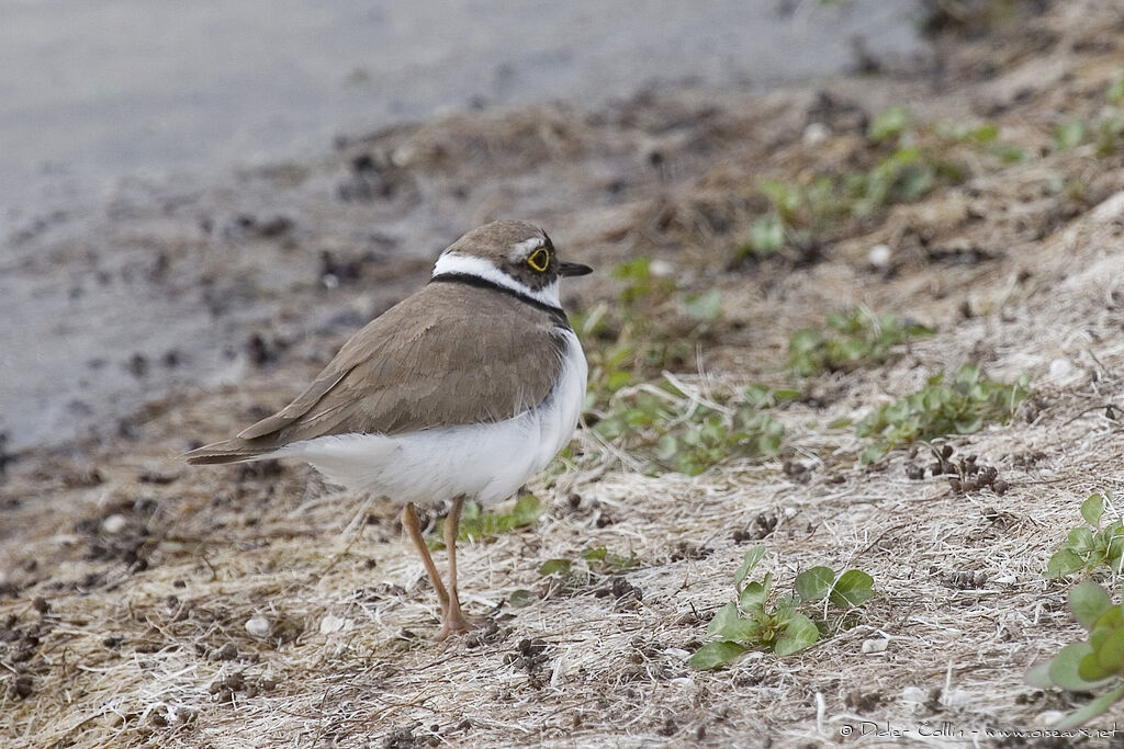 Little Ringed Plover