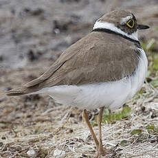 Little Ringed Plover