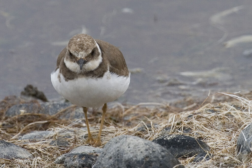 Little Ringed Ploverimmature