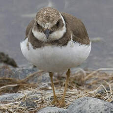 Little Ringed Plover