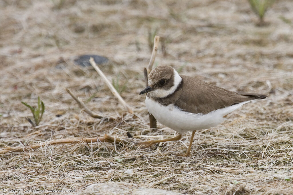 Little Ringed Plover