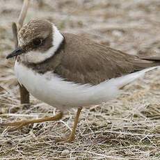 Little Ringed Plover