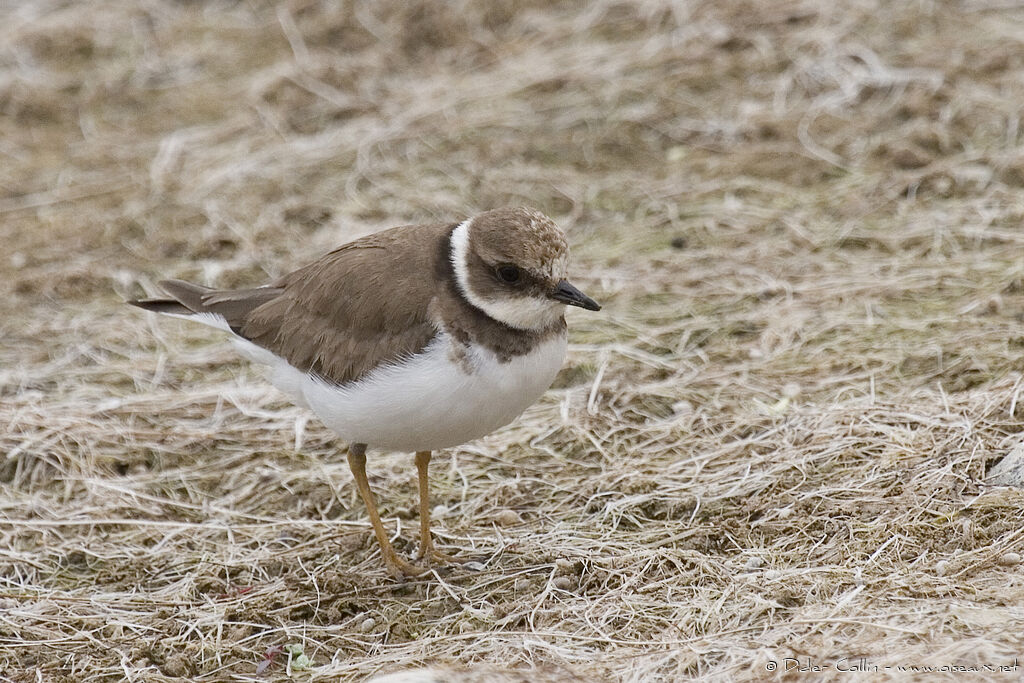 Little Ringed Ploverimmature