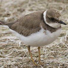 Little Ringed Plover