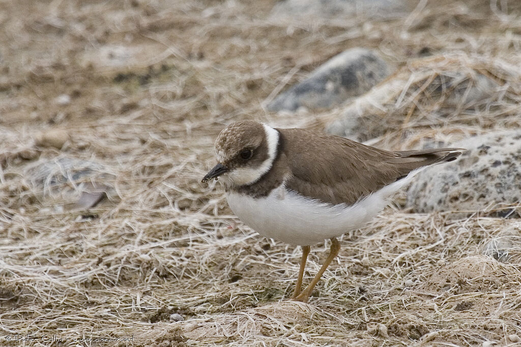 Little Ringed Ploverimmature