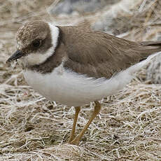 Little Ringed Plover