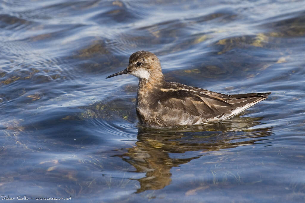 Phalarope à bec étroit2ème année, identification