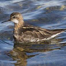 Red-necked Phalarope