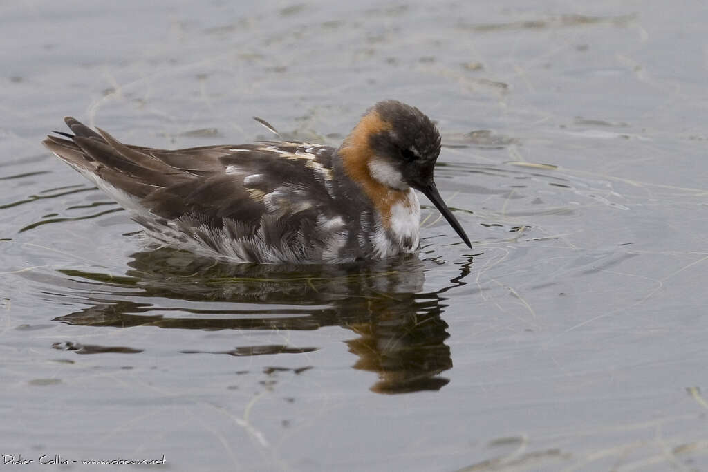 Red-necked Phalarope female adult transition, identification