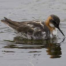 Red-necked Phalarope