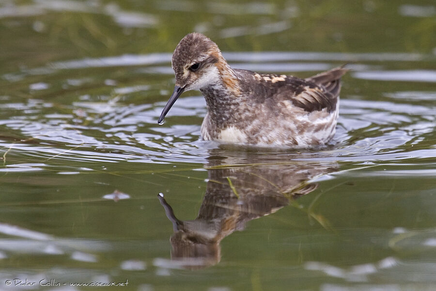 Red-necked Phalaropejuvenile, identification