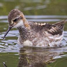 Red-necked Phalarope