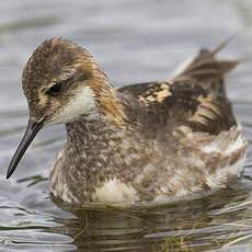 Red-necked Phalarope