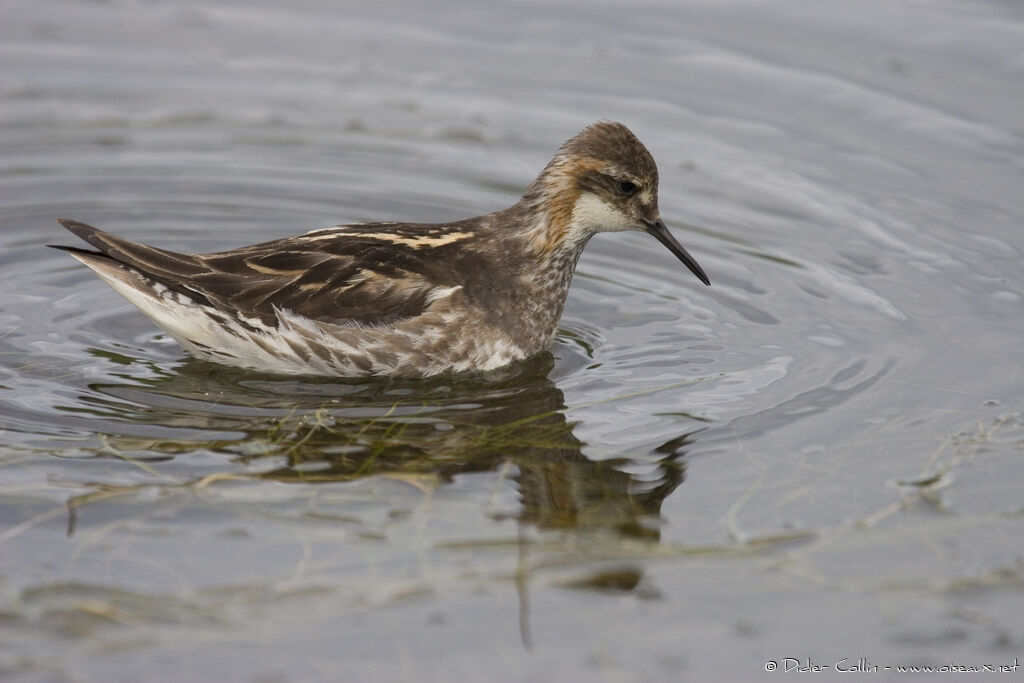 Red-necked Phalarope, identification