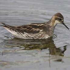 Phalarope à bec étroit