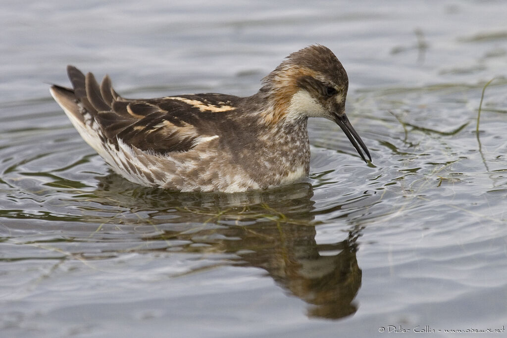 Phalarope à bec étroit