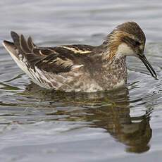 Phalarope à bec étroit