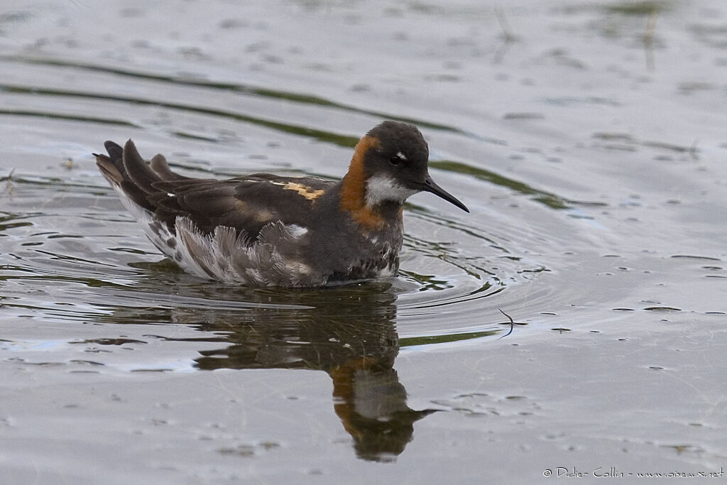 Red-necked Phalarope female adult breeding, identification