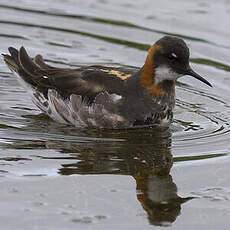 Phalarope à bec étroit