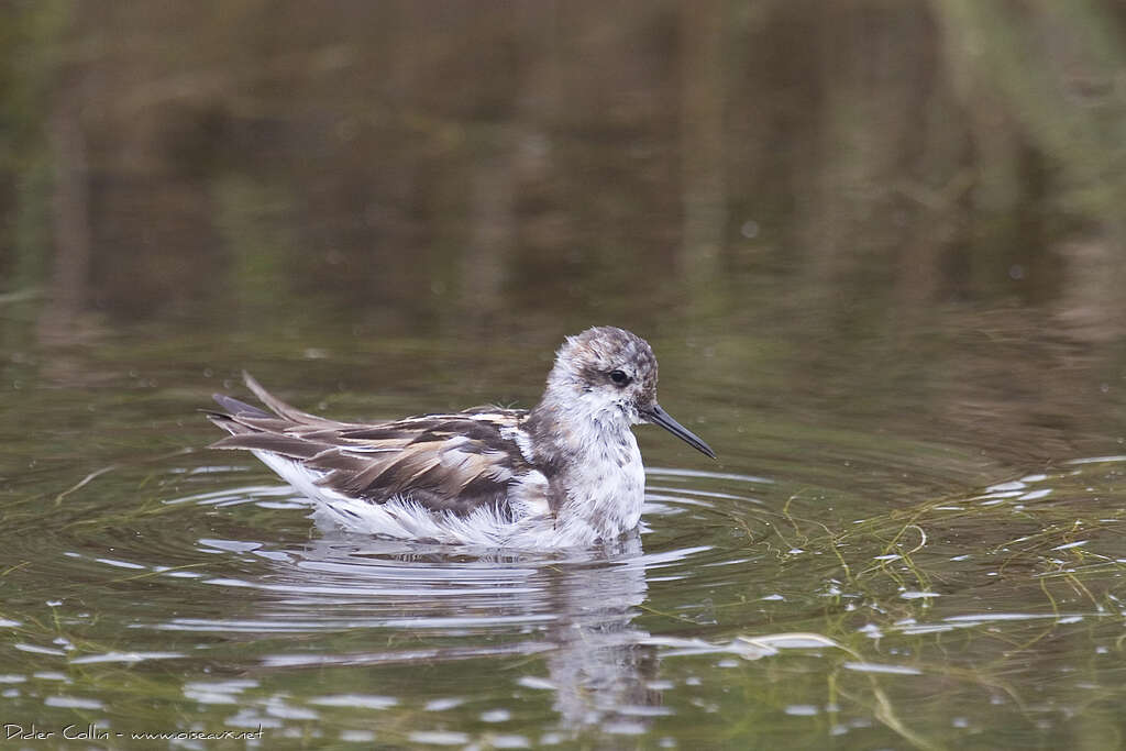 Phalarope à bec étroitadulte transition, identification