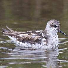 Phalarope à bec étroit