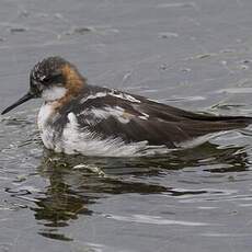 Phalarope à bec étroit