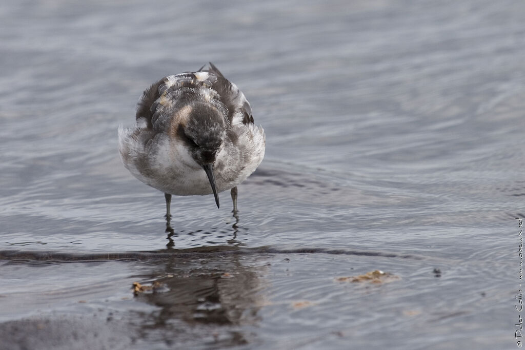 Phalarope à bec étroit