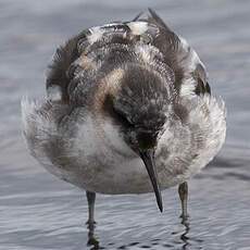 Phalarope à bec étroit