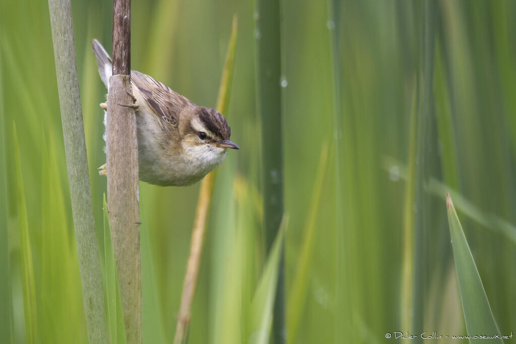 Phragmite des joncsadulte nuptial, identification