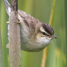 Sedge Warbler