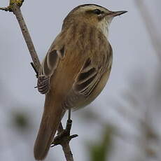 Sedge Warbler