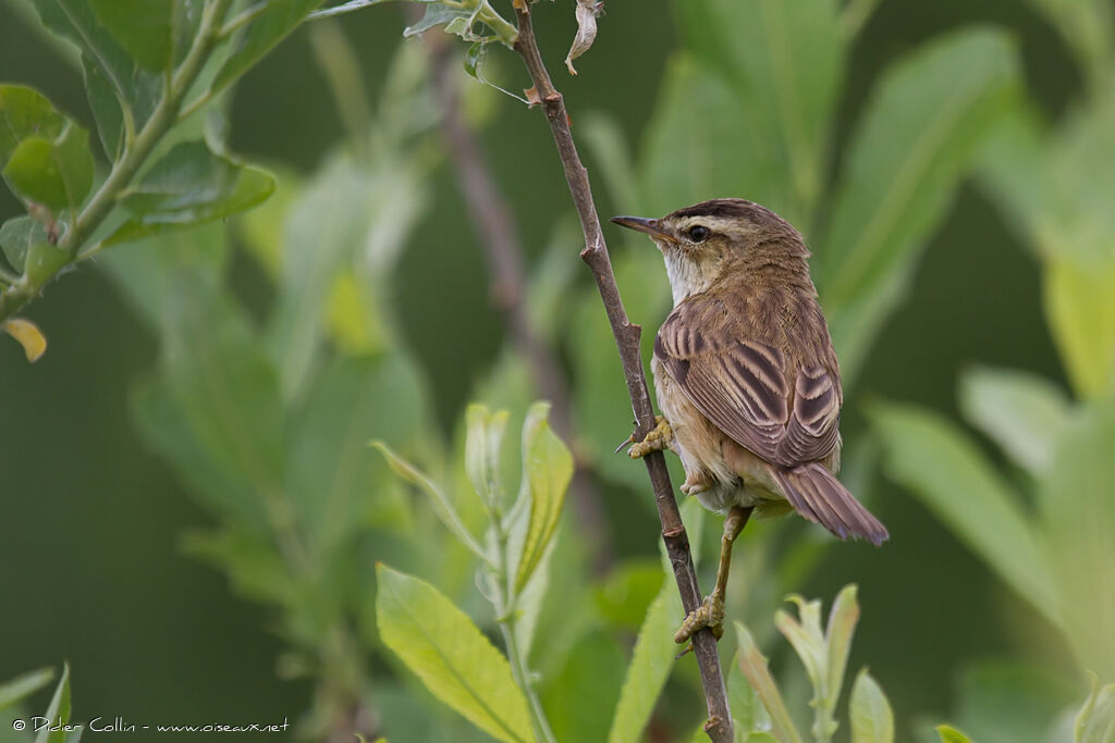 Sedge Warbleradult, identification