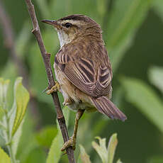 Sedge Warbler