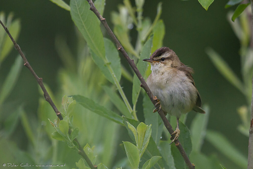 Sedge Warbleradult, identification