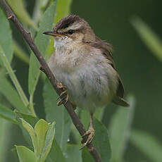 Sedge Warbler