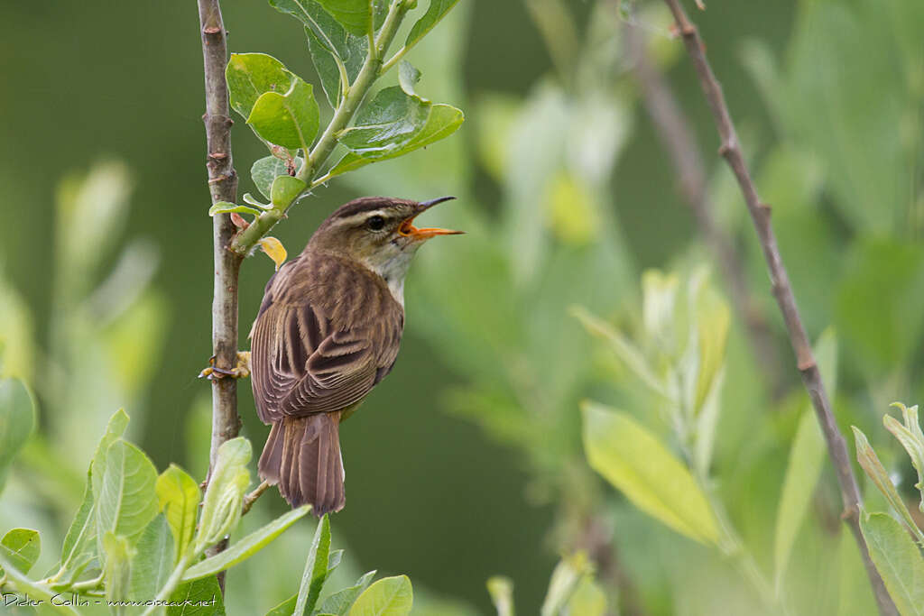 Sedge Warbleradult, song