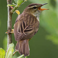 Sedge Warbler